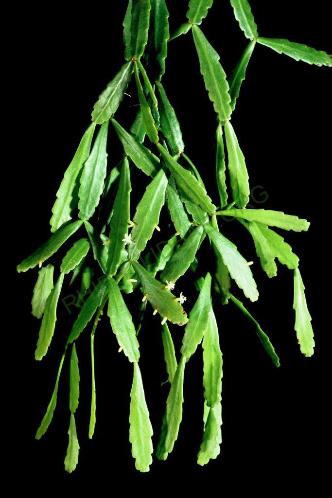 Bauer accession number 105: Aguilar s.n.; Bolivia; Cochabamba; Prov. Chapare, km130 of the road to Villa Tunari between Río Cristal Mayu and Chocolatal; = HBG 53082; = ISI 90-28; Holotype plant