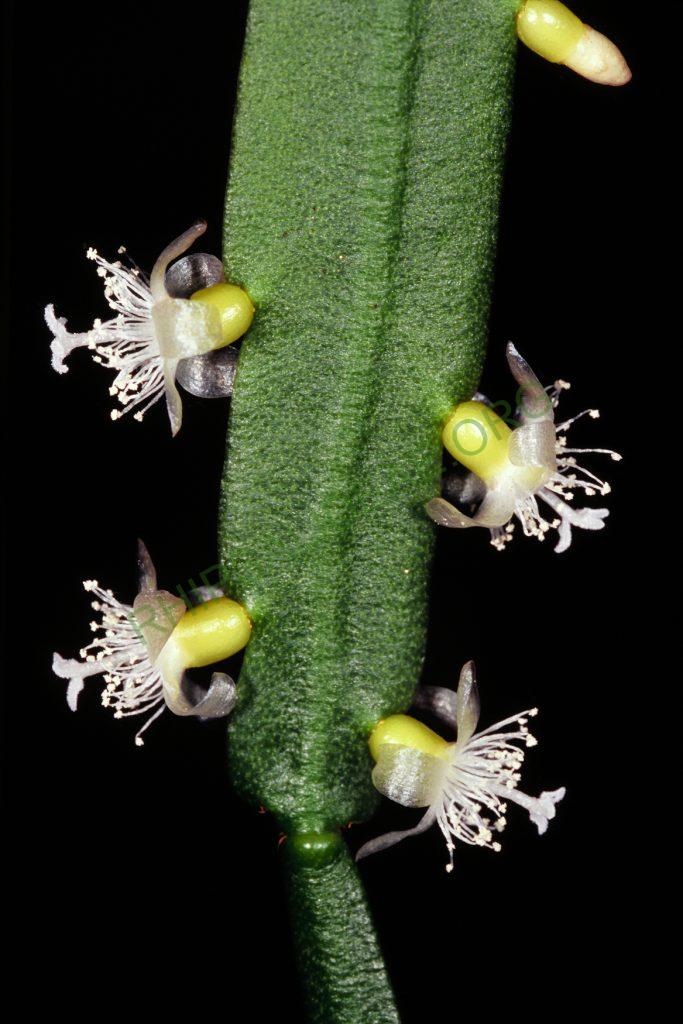 Bauer accession number 779: Ibisch & Ibisch 96.0137; Bolivia; Cochabamba; Prov. Chapare, Avispas, near Río Espíritu Santo, S17°1' W65°32', 450m; = BG Bonn 14626