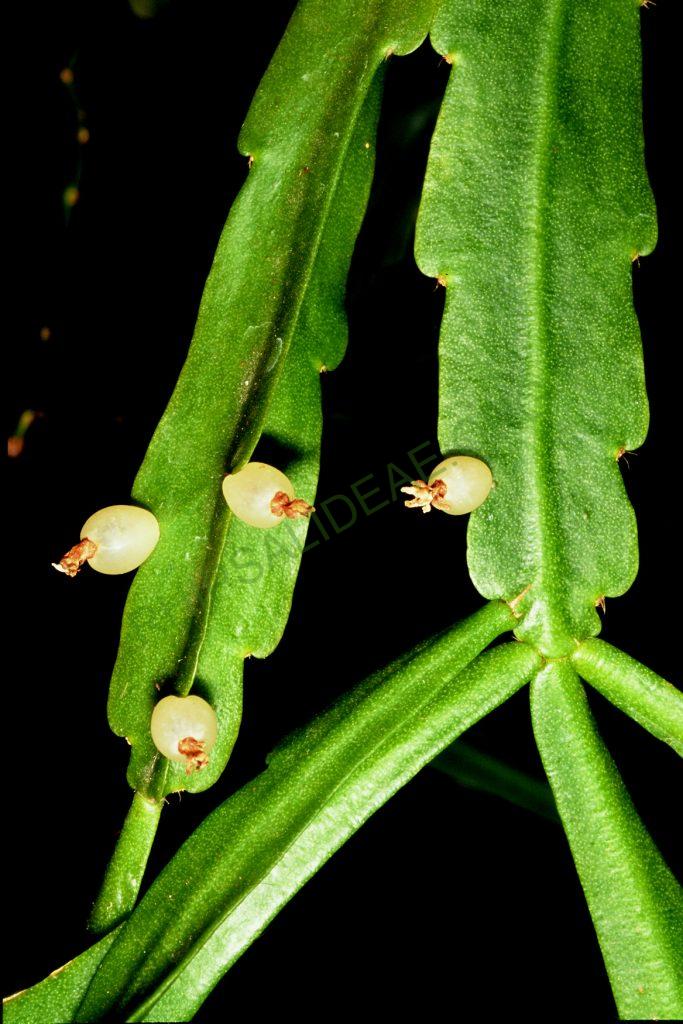 Bauer accession number 105: Aguilar s.n.; Bolivia; Cochabamba; Prov. Chapare, km130 of the road to Villa Tunari between Río Cristal Mayu and Chocolatal; = HBG 53082; = ISI 90-28; Holotype plant