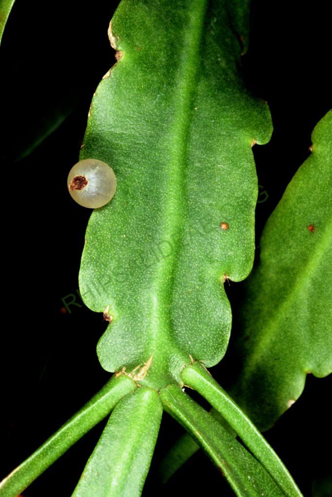 Bauer accession number 105: Aguilar s.n.; Bolivia; Cochabamba; Prov. Chapare, km130 of the road to Villa Tunari between Río Cristal Mayu and Chocolatal; = HBG 53082; = ISI 90-28; Holotype plant