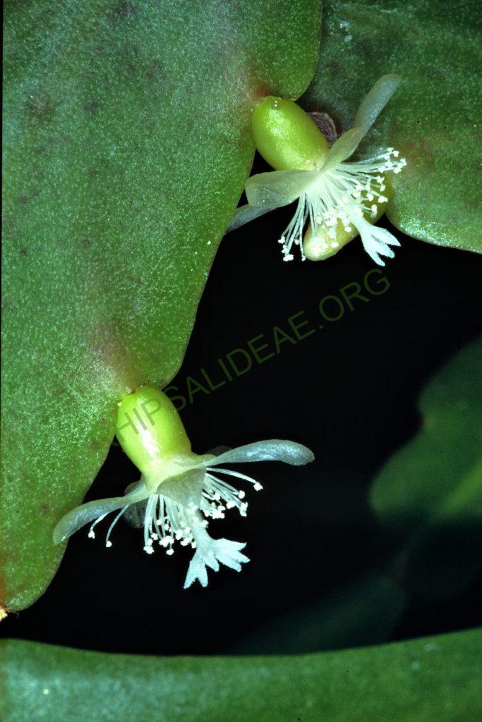 Bauer accession number 105: Aguilar s.n.; Bolivia; Cochabamba; Prov. Chapare, km130 of the road to Villa Tunari between Río Cristal Mayu and Chocolatal; = HBG 53082; = ISI 90-28; Holotype plant