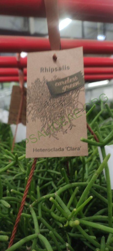Rhipsalis 'Clara'