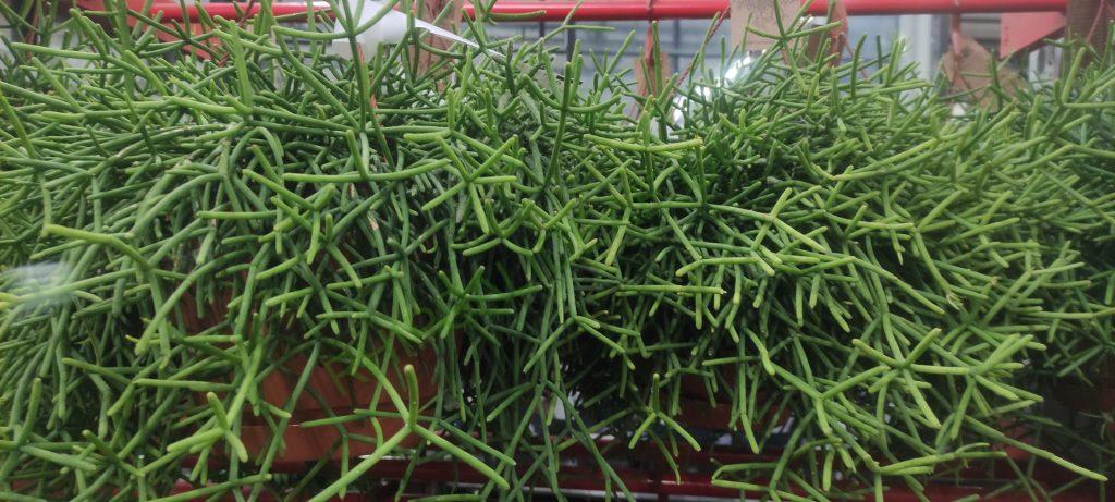 Rhipsalis 'Clara'