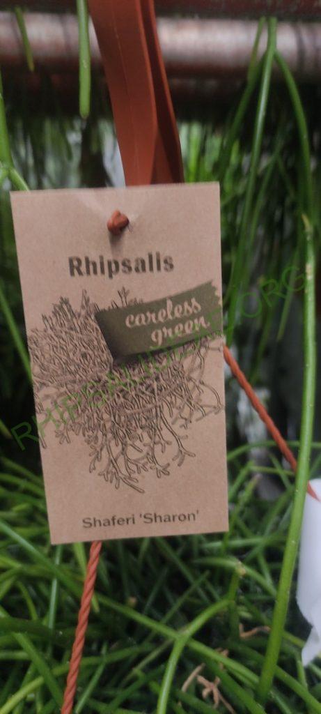 Rhipsalis 'Sharon'