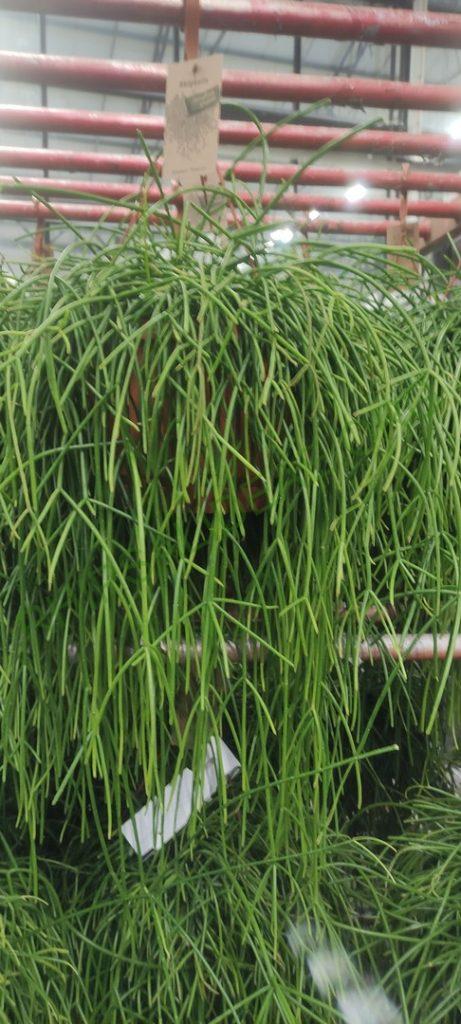 Rhipsalis 'Sharon'