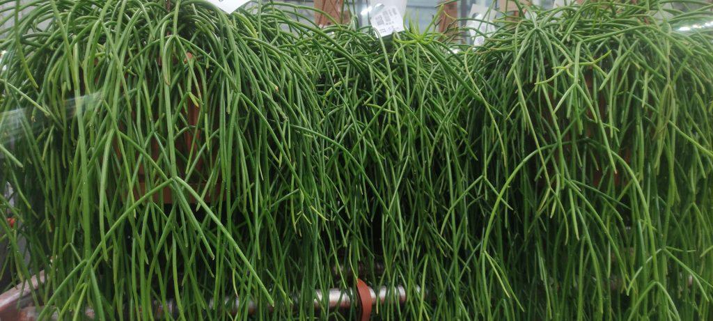 Rhipsalis 'Sharon'
