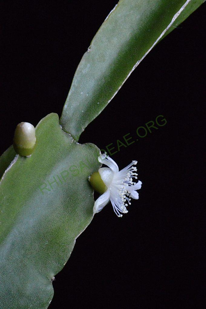 Rhipsalis agudoensis, HU 821, Morro Agudo, Rio Grande do Sul, Brazil (believed to be an error in collection location recorded)