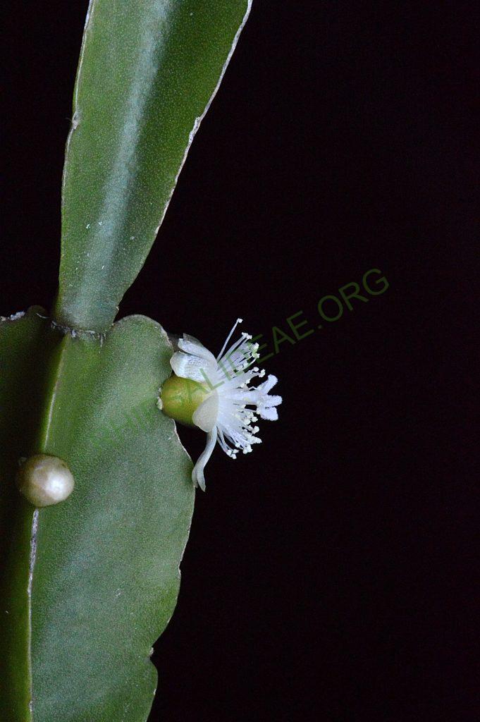 Rhipsalis agudoensis, HU 821, Morro Agudo, Rio Grande do Sul, Brazil (believed to be an error in collection location recorded)