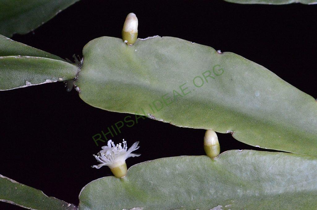 Rhipsalis agudoensis, HU 821, Morro Agudo, Rio Grande do Sul, Brazil (believed to be an error in collection location recorded)