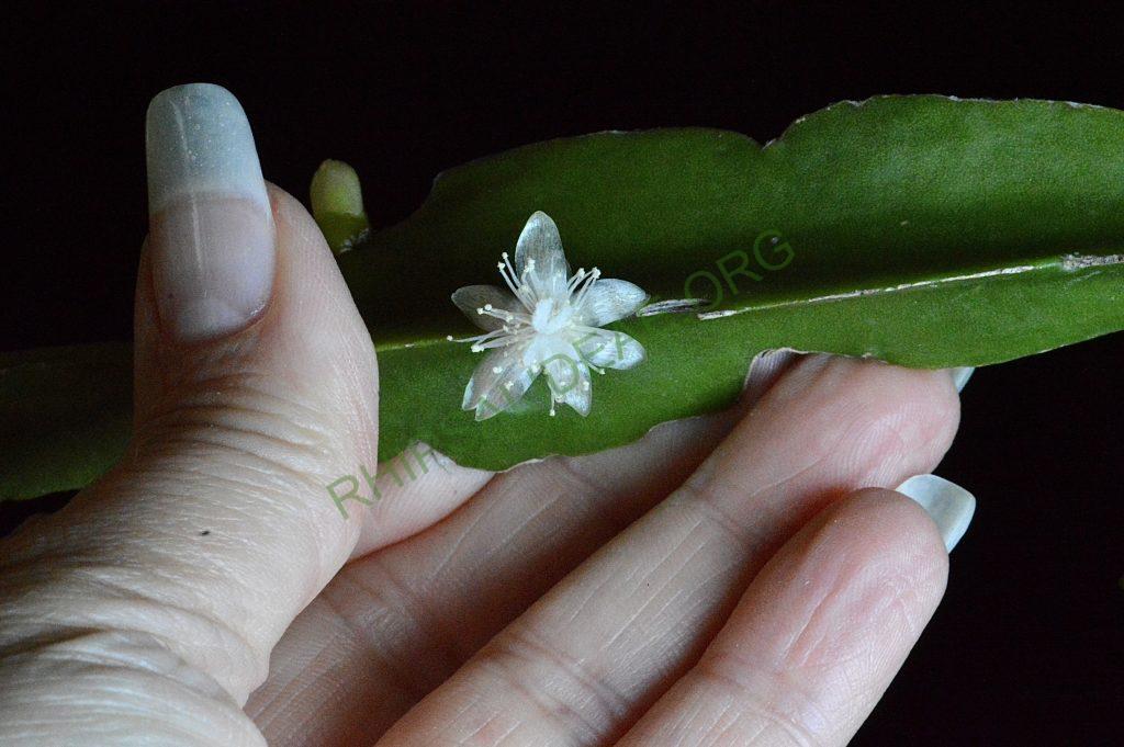 Rhipsalis agudoensis, HU 821, Morro Agudo, Rio Grande do Sul, Brazil (believed to be an error in collection location recorded)