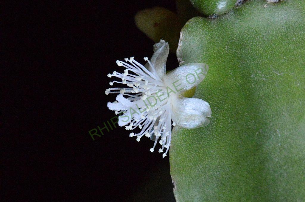 Rhipsalis agudoensis, HU 821, Morro Agudo, Rio Grande do Sul, Brazil (believed to be an error in collection location recorded)