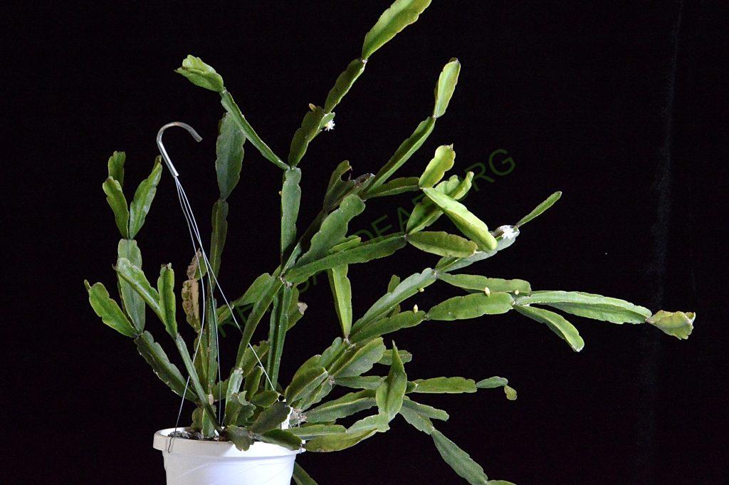 Rhipsalis agudoensis, HU 821, Morro Agudo, Rio Grande do Sul, Brazil (believed to be an error in collection location recorded)
