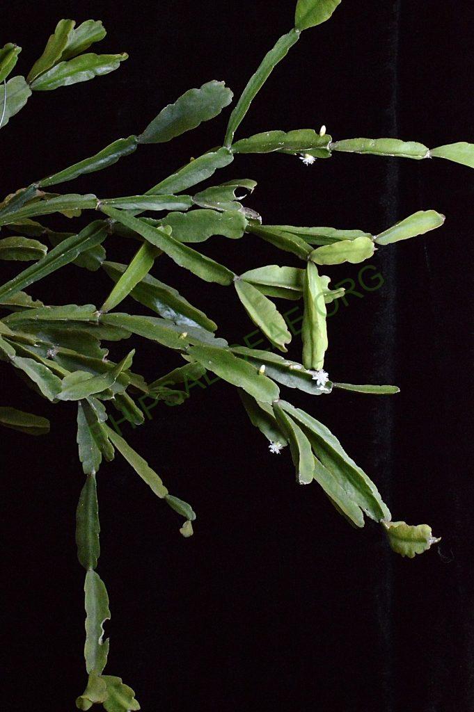Rhipsalis agudoensis, HU 821, Morro Agudo, Rio Grande do Sul, Brazil (believed to be an error in collection location recorded)