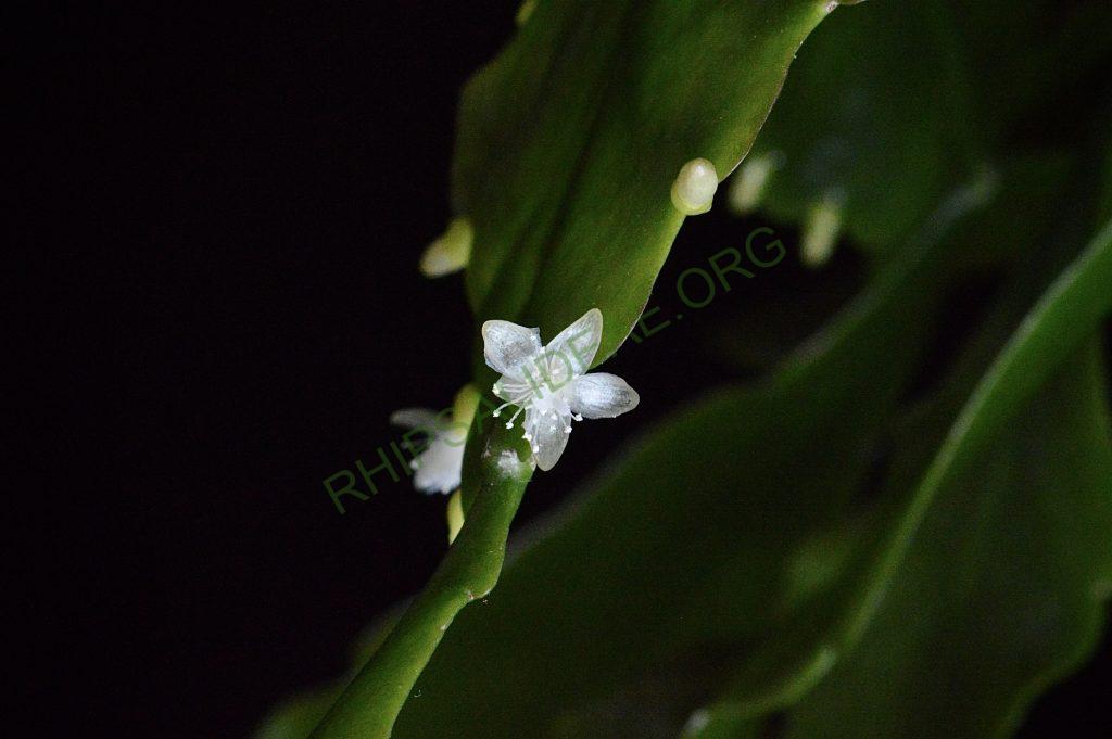 Rhipsalis cuneata subsp. cuneata
