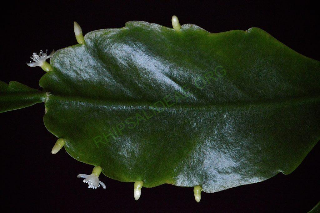 Rhipsalis cuneata subsp. cuneata