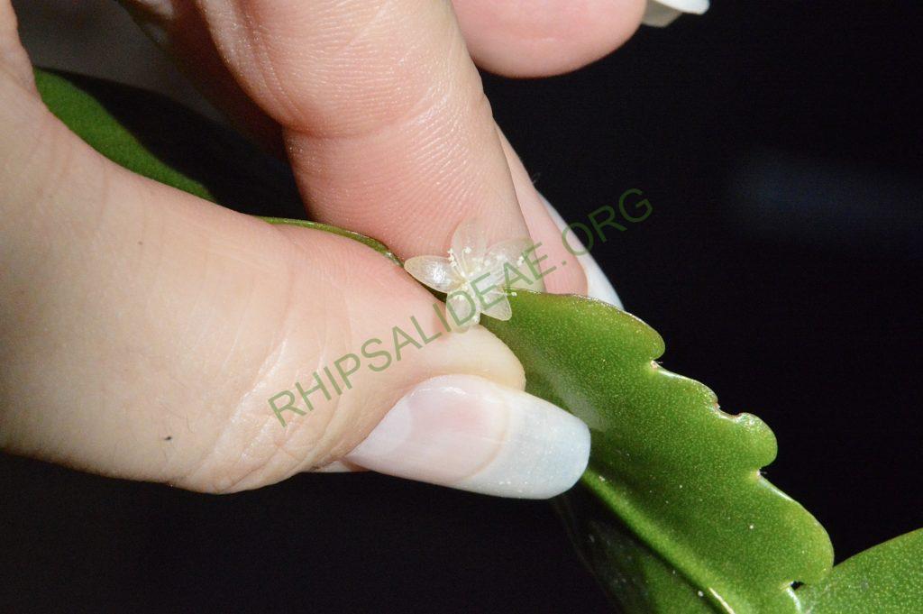 Rhipsalis cuneata subsp. cuneata