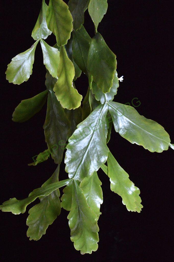 Rhipsalis cuneata subsp. cuneata
