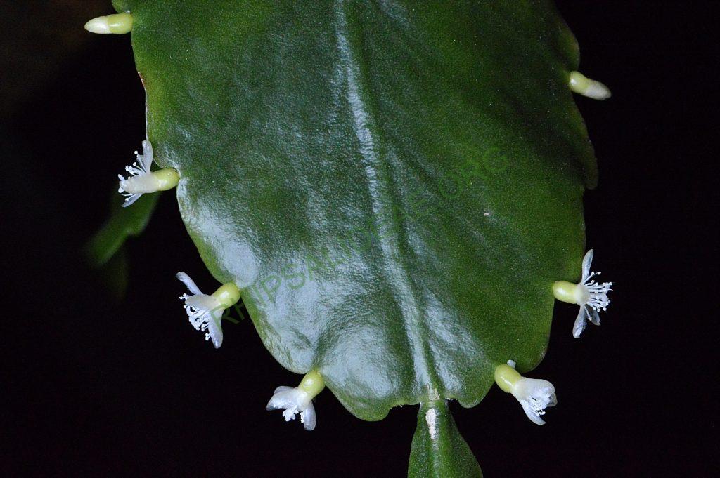 Rhipsalis cuneata subsp. cuneata