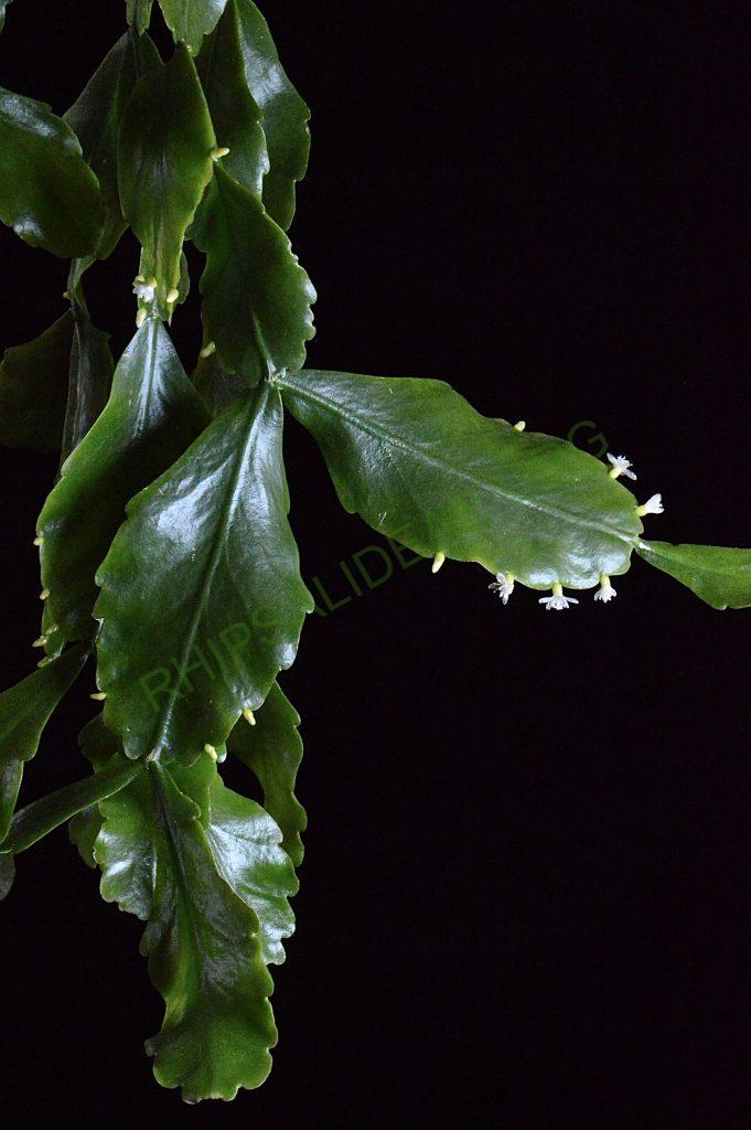 Rhipsalis cuneata subsp. cuneata