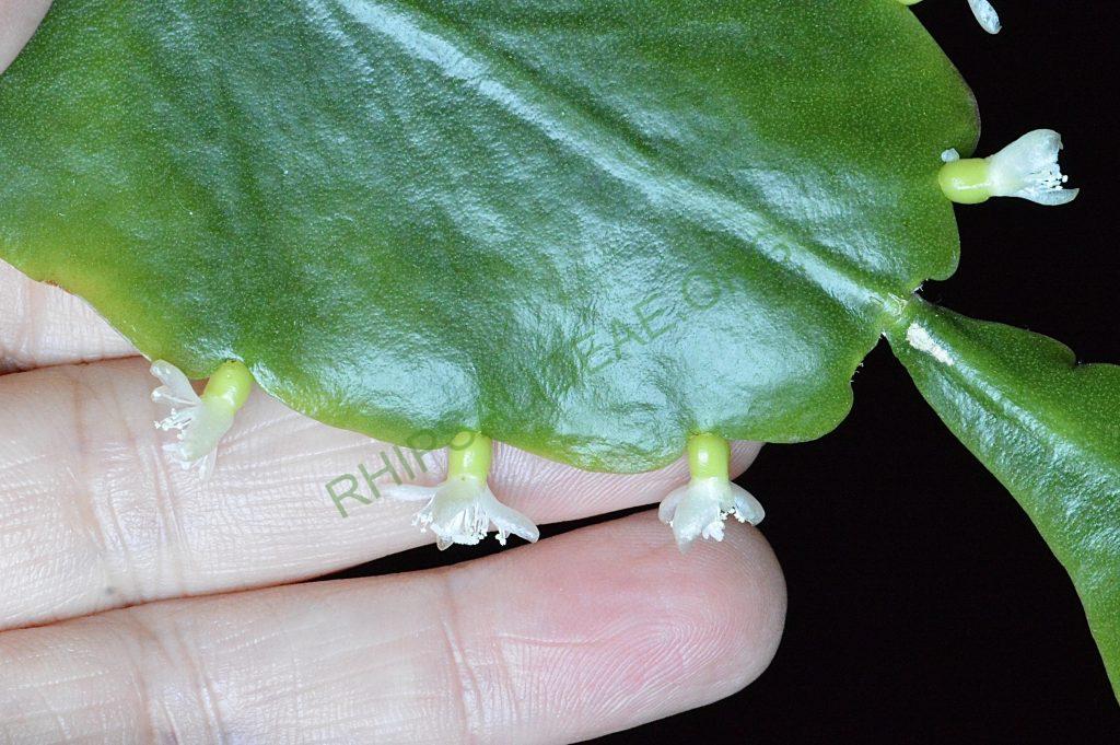 Rhipsalis cuneata subsp. cuneata
