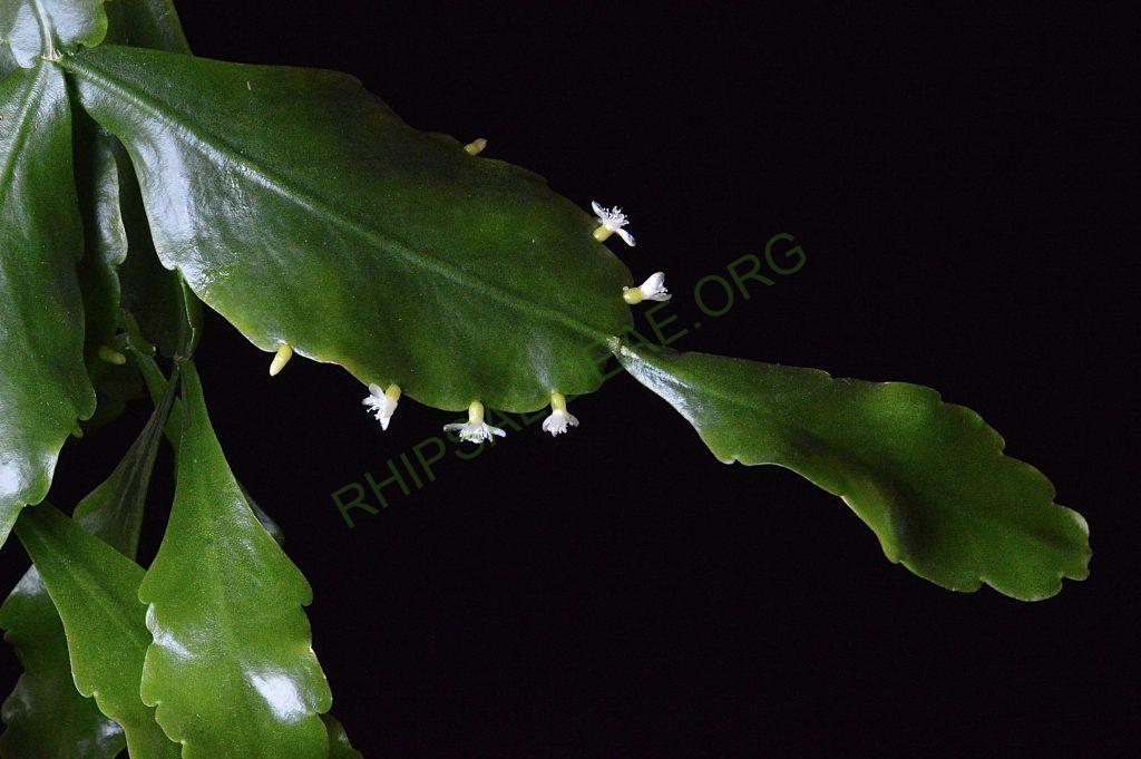 Rhipsalis cuneata subsp. cuneata