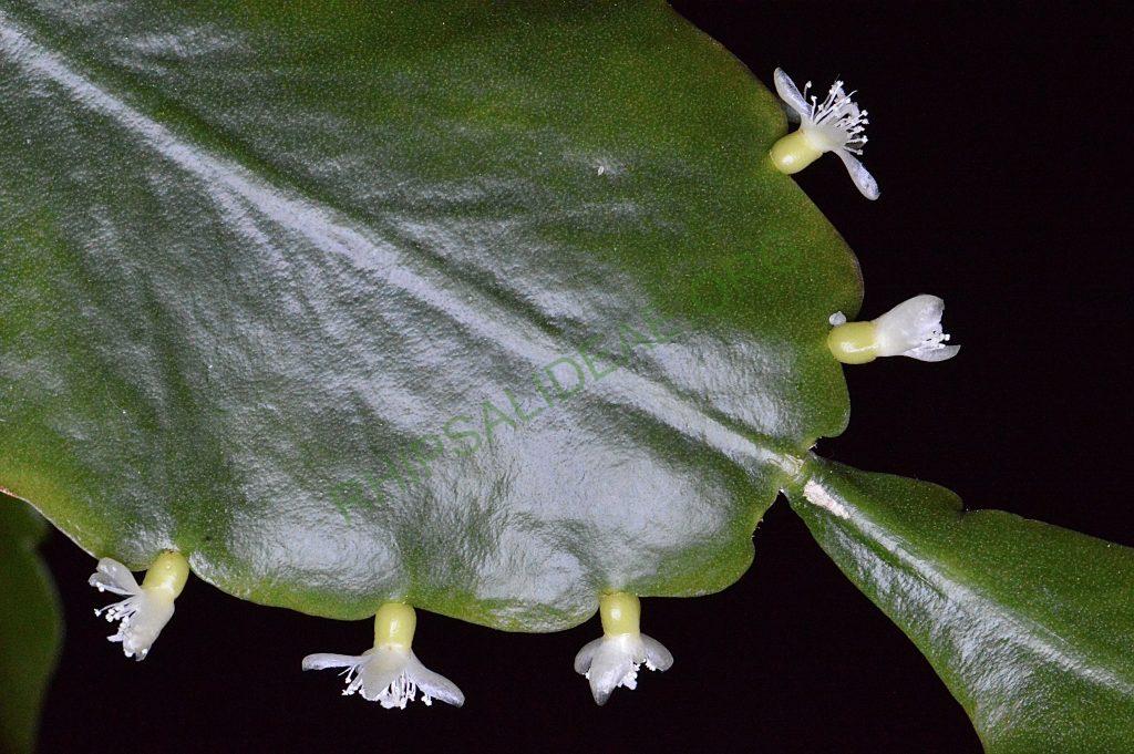 Rhipsalis cuneata subsp. cuneata