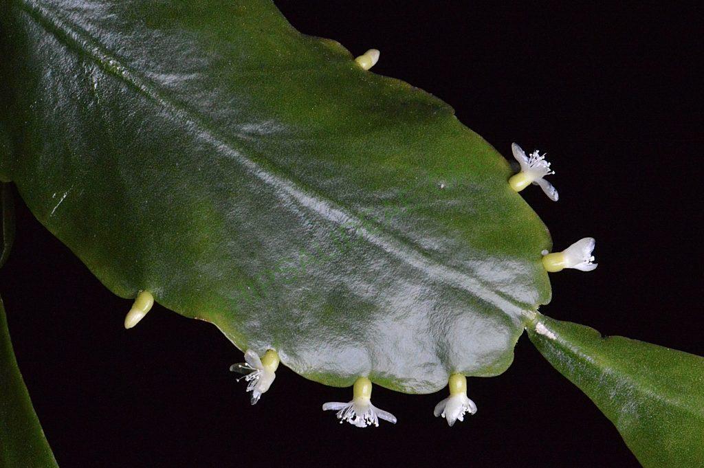 Rhipsalis cuneata subsp. cuneata