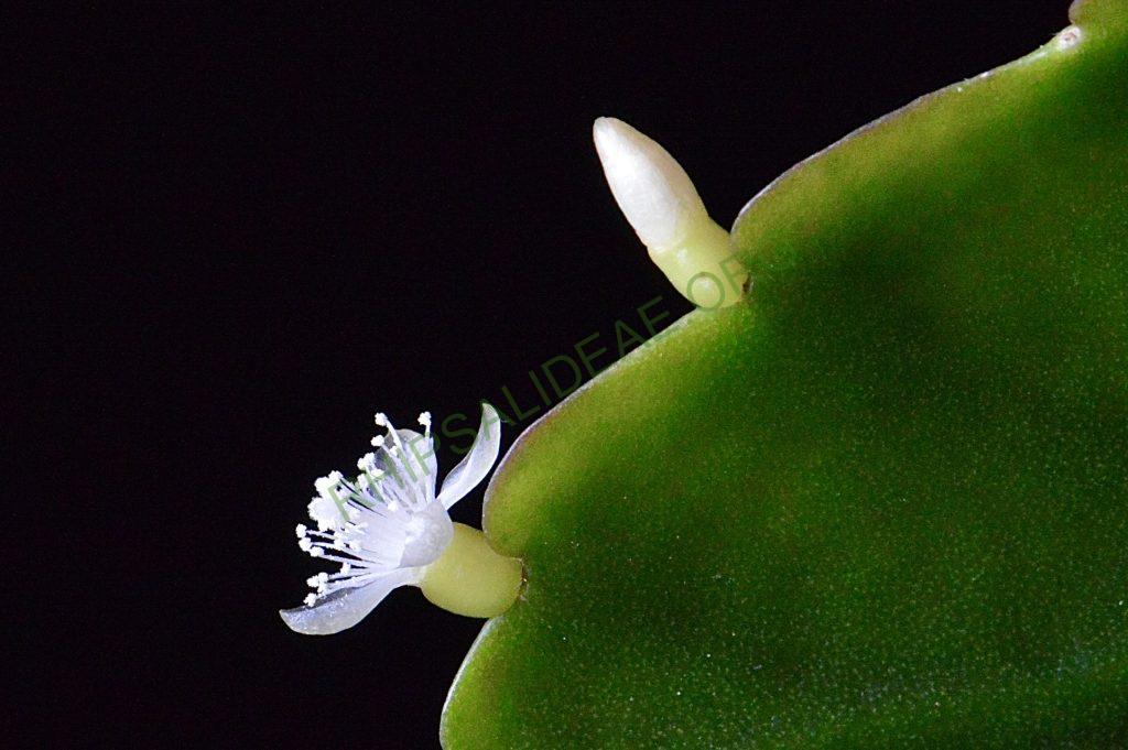 Rhipsalis cuneata subsp. cuneata