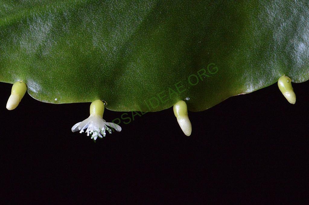 Rhipsalis cuneata subsp. cuneata