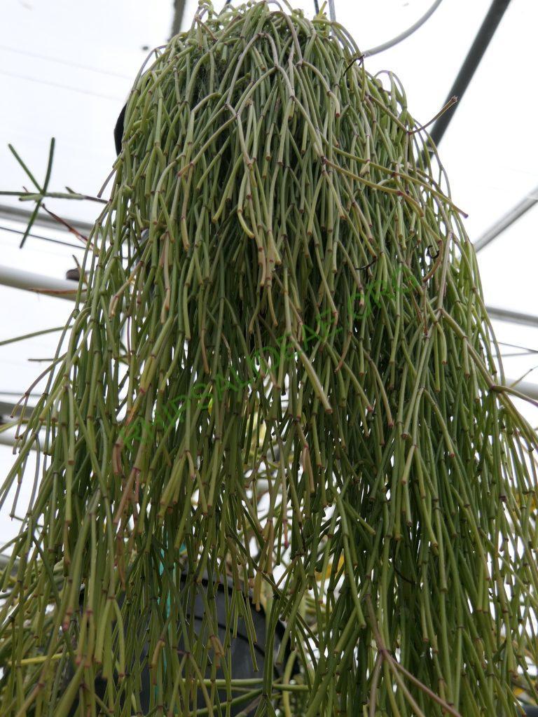 Rhipsalis clavata f. delicatula, Ubatuba, Sao Paulo, Brazil, 1000m