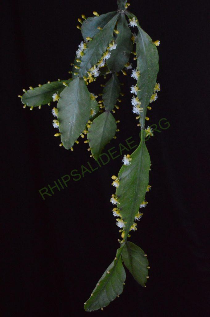 Rhipsalis elliptica, AH 806, Paraty, Rio de Janeiro, Brazil