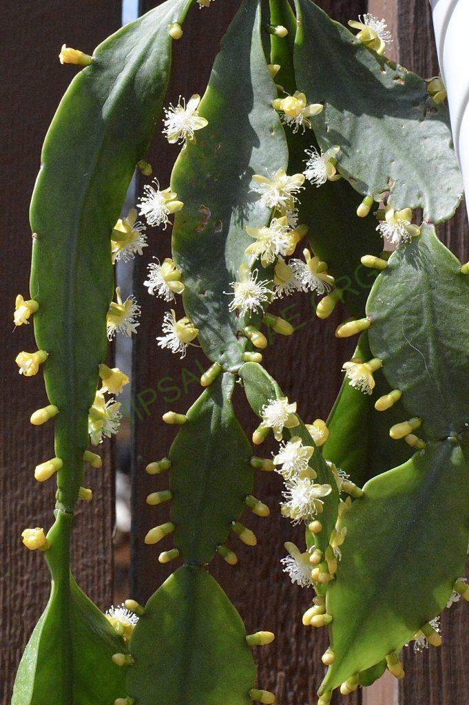 Rhipsalis elliptica, AH 806, Paraty, Rio de Janeiro, Brazil