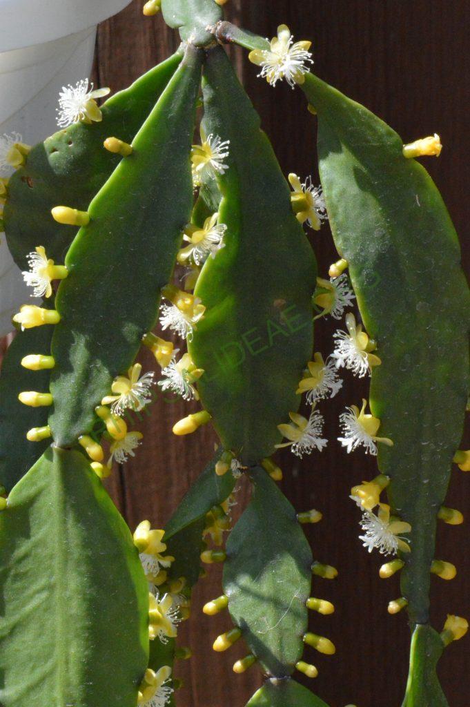 Rhipsalis elliptica, AH 806, Paraty, Rio de Janeiro, Brazil