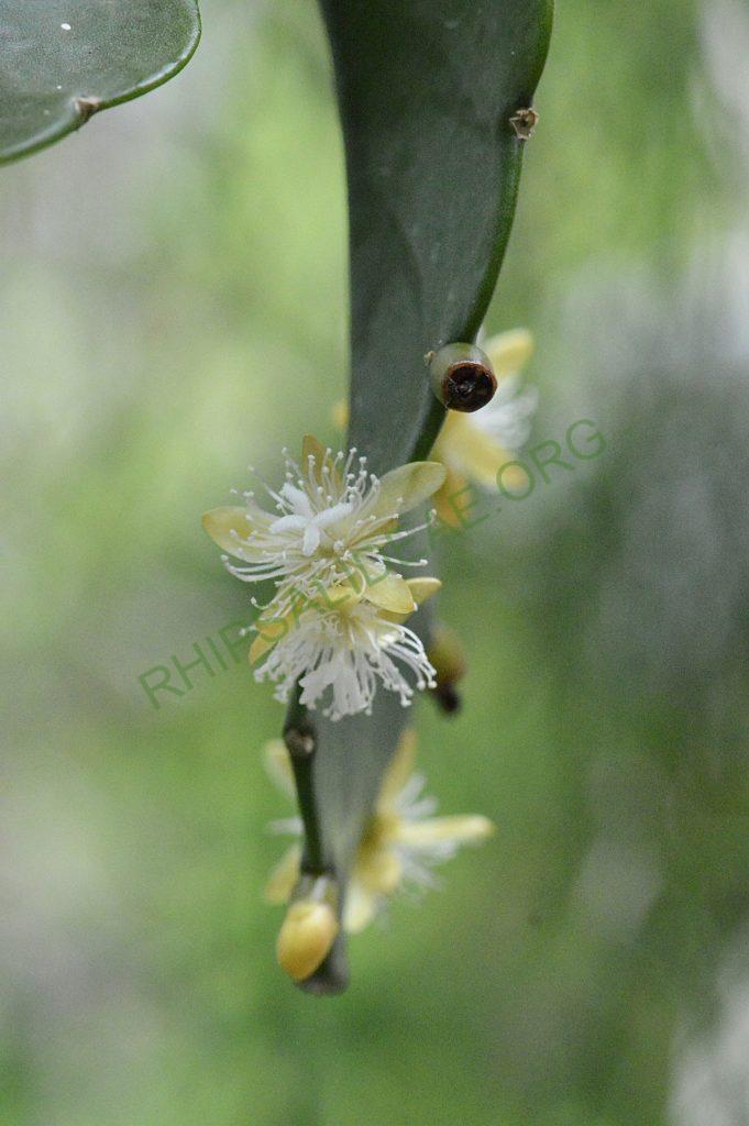 Rhipsalis elliptica, AH 806, Paraty, Rio de Janeiro, Brazil