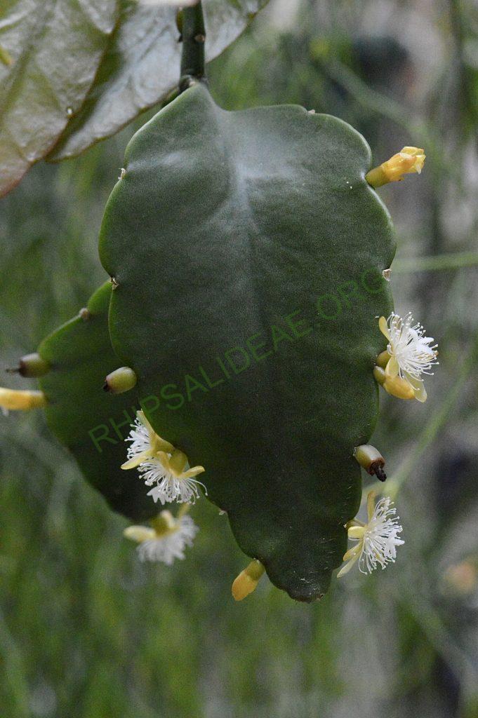 Rhipsalis elliptica, AH 806, Paraty, Rio de Janeiro, Brazil