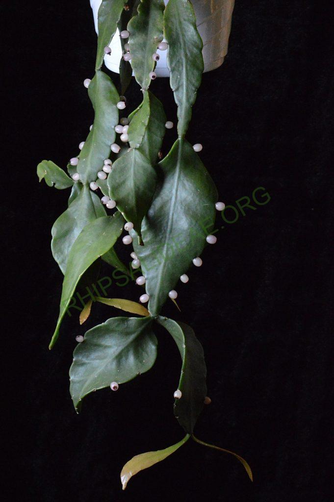 Rhipsalis elliptica, AH 806, Paraty, Rio de Janeiro, Brazil