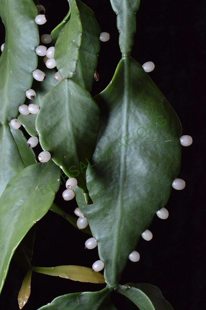Rhipsalis elliptica, AH 806, Paraty, Rio de Janeiro, Brazil