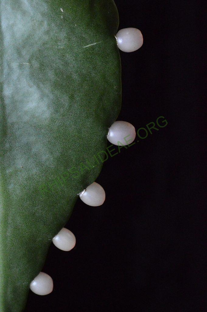 Rhipsalis elliptica, AH 806, Paraty, Rio de Janeiro, Brazil