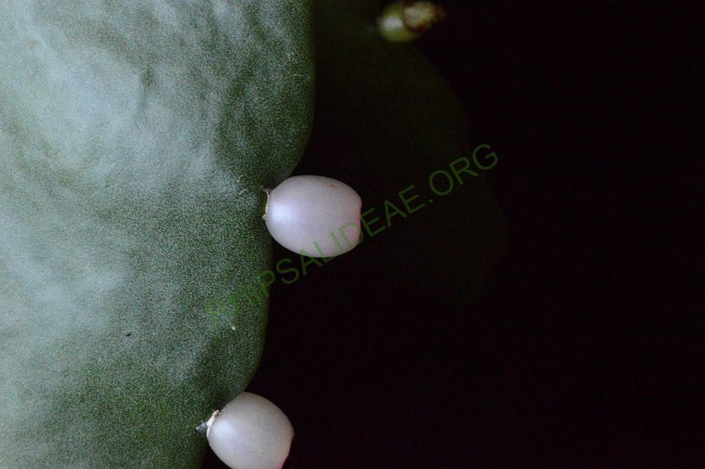 Rhipsalis elliptica, AH 806, Paraty, Rio de Janeiro, Brazil