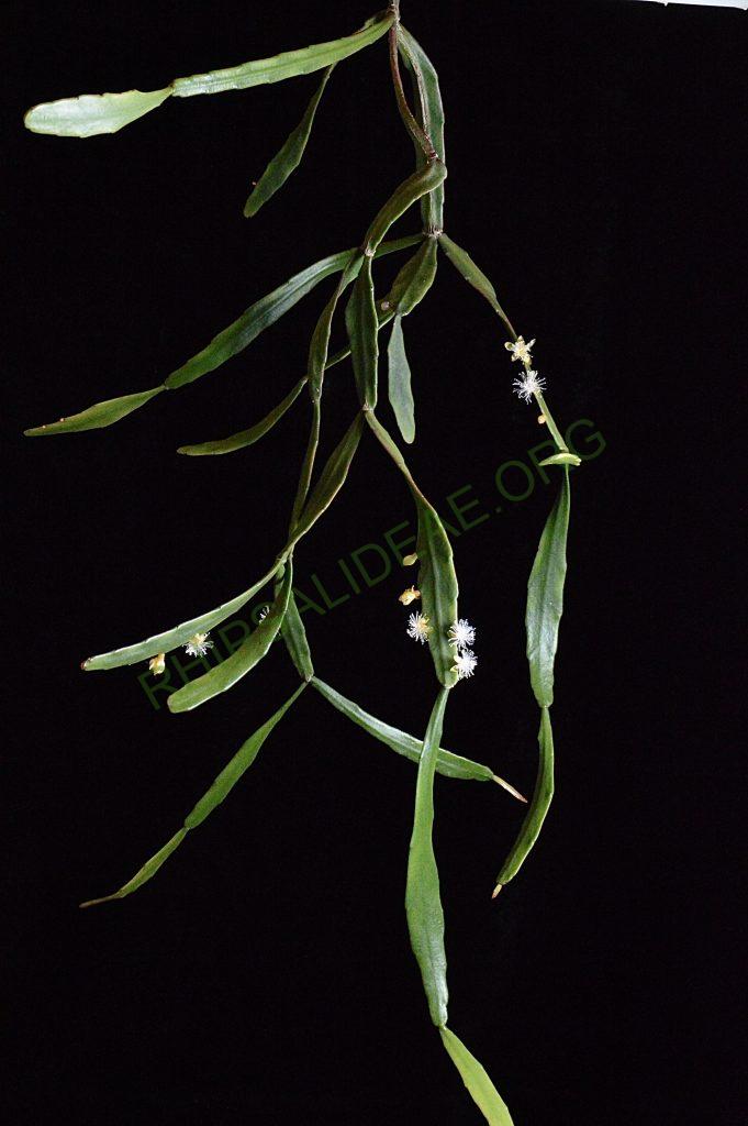 Rhipsalis elliptica