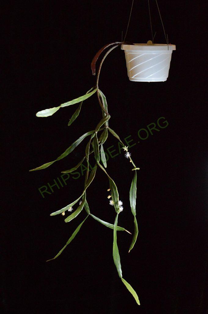 Rhipsalis elliptica