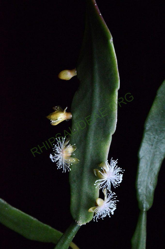 Rhipsalis elliptica