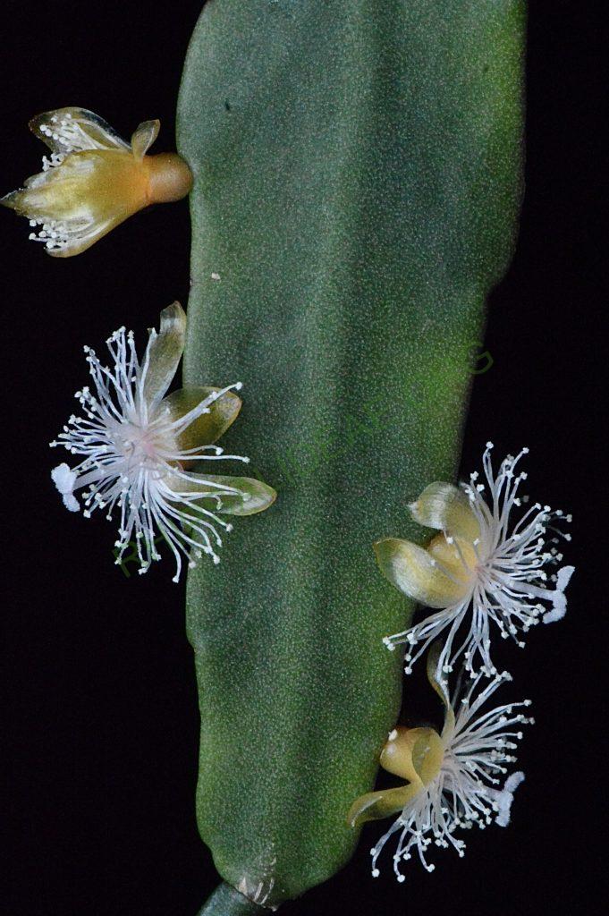 Rhipsalis elliptica