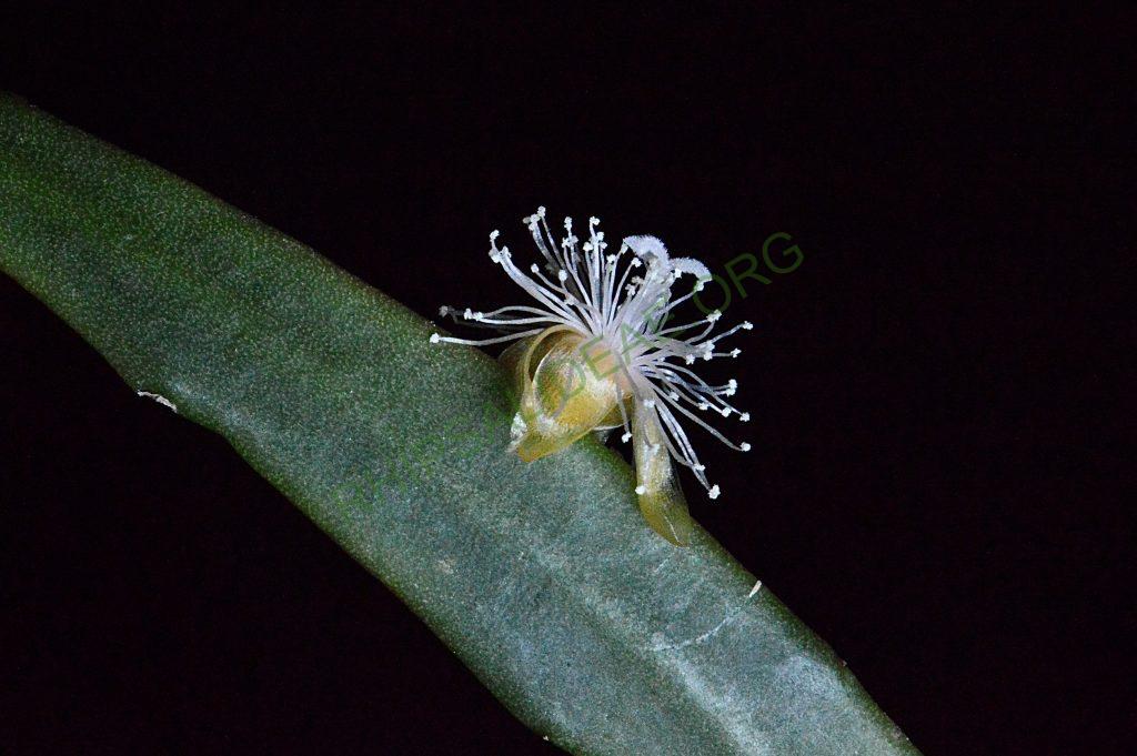 Rhipsalis elliptica