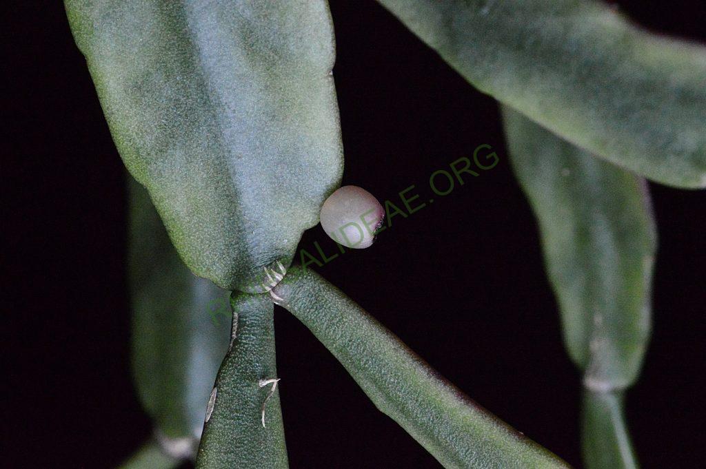Rhipsalis elliptica