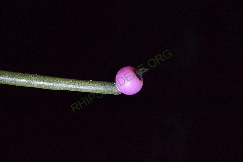 Rhipsalis floccosa subsp. pulvinigera, AH 805, Serra da Bocaina, border between Rio de Janiero and São Paulo