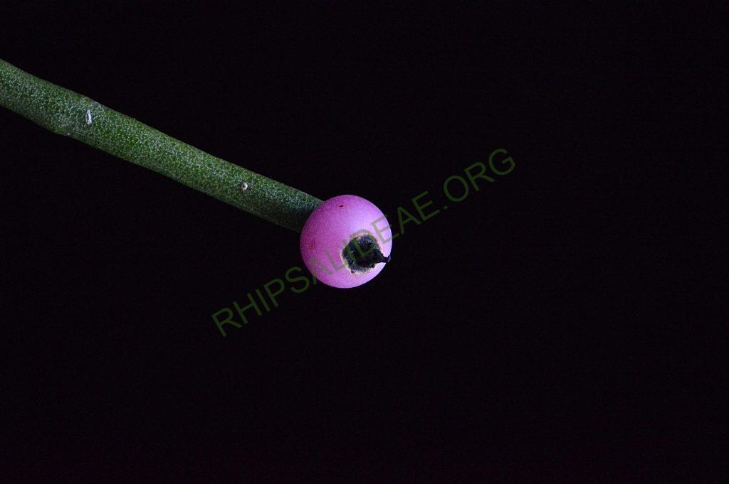 Rhipsalis floccosa subsp. pulvinigera, AH 805, Serra da Bocaina, border between Rio de Janiero and São Paulo