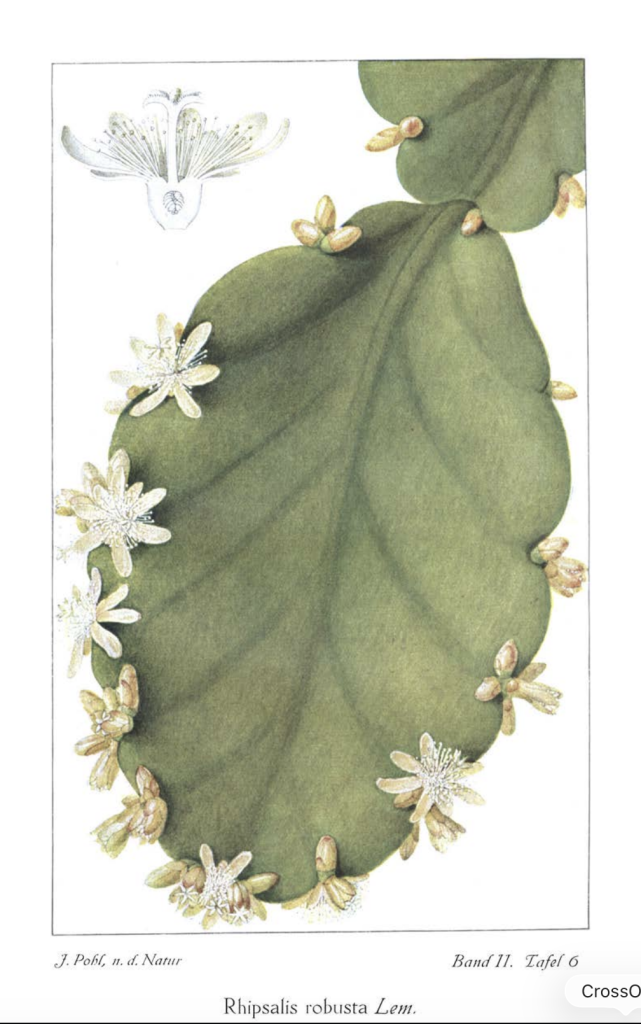 Rhipsalis robusta (syn. Rhipsalis pachyptera)