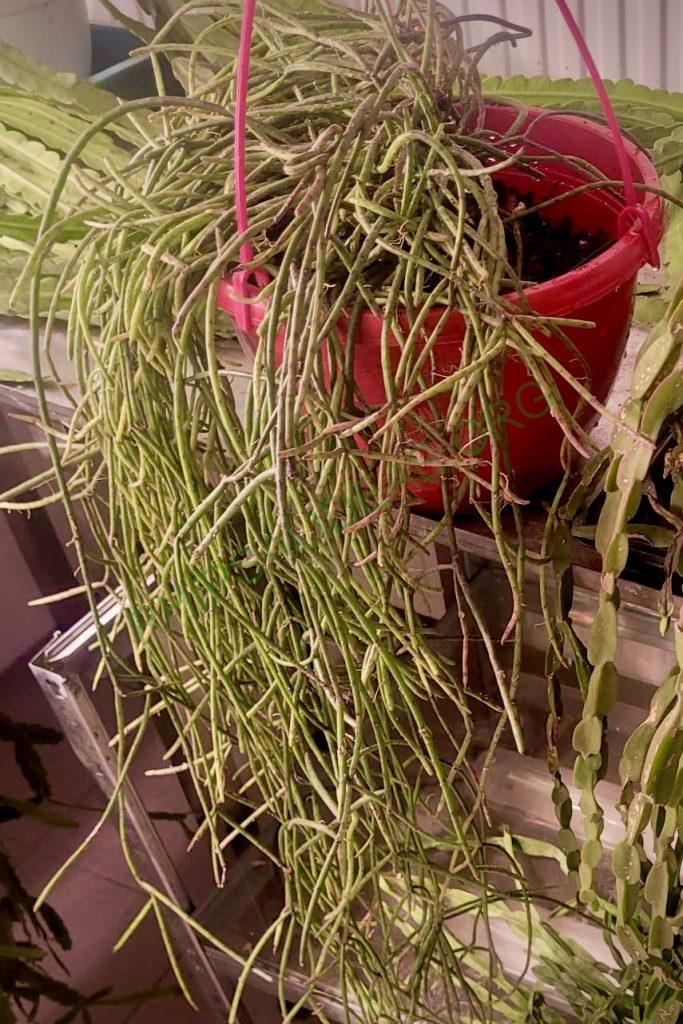 Rhipsalis puniceodiscus