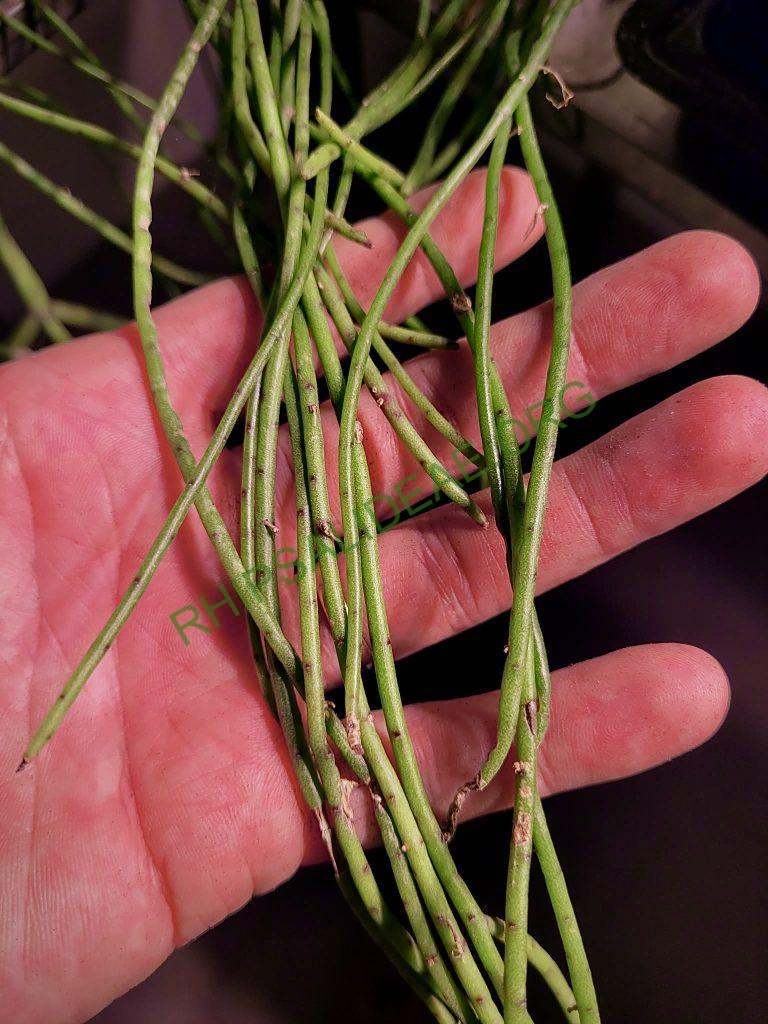 Rhipsalis puniceodiscus